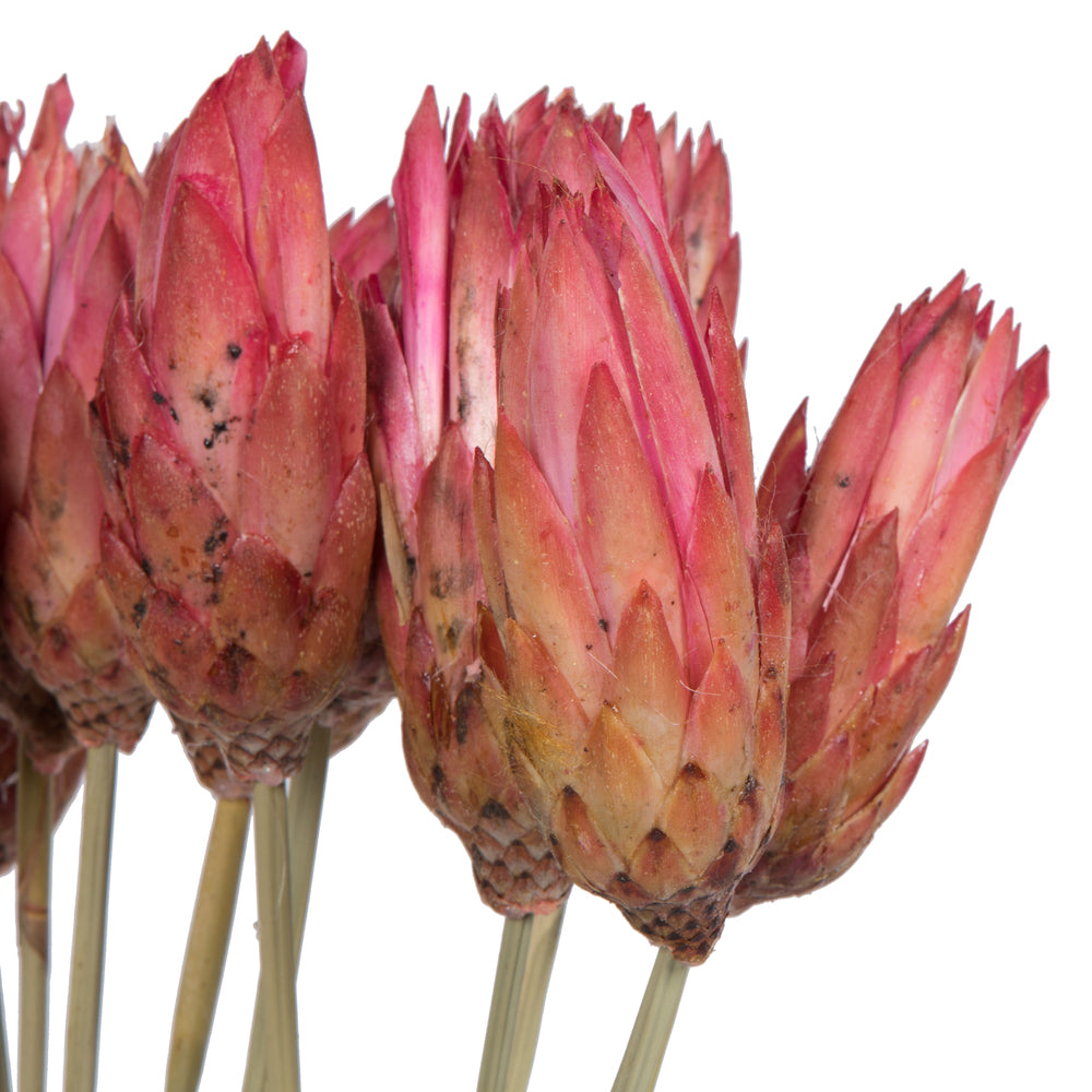 Vickerman 18-24" Erica Pink Repens Head attached to a Reed Stem. Includes 20 Stems comes Dried.
