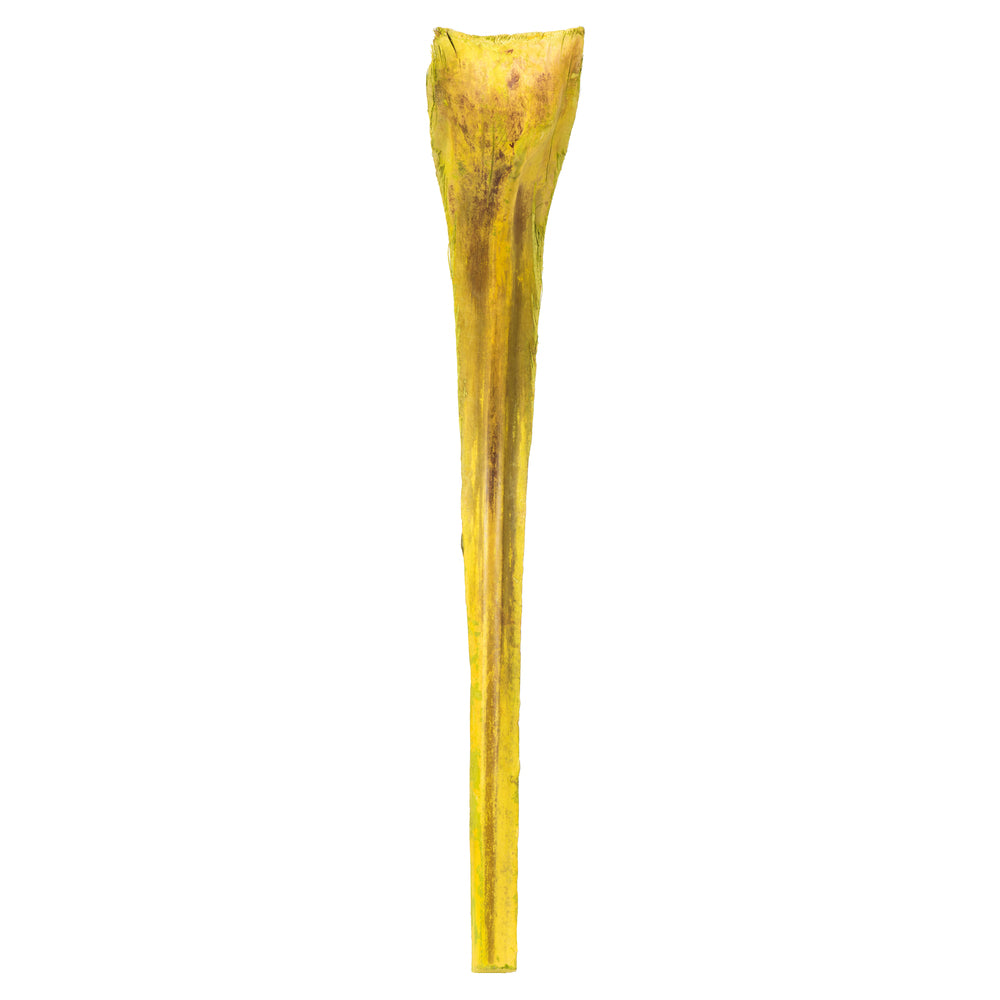 Vickerman 20-24" Basil Ninja 10 Pack Dried