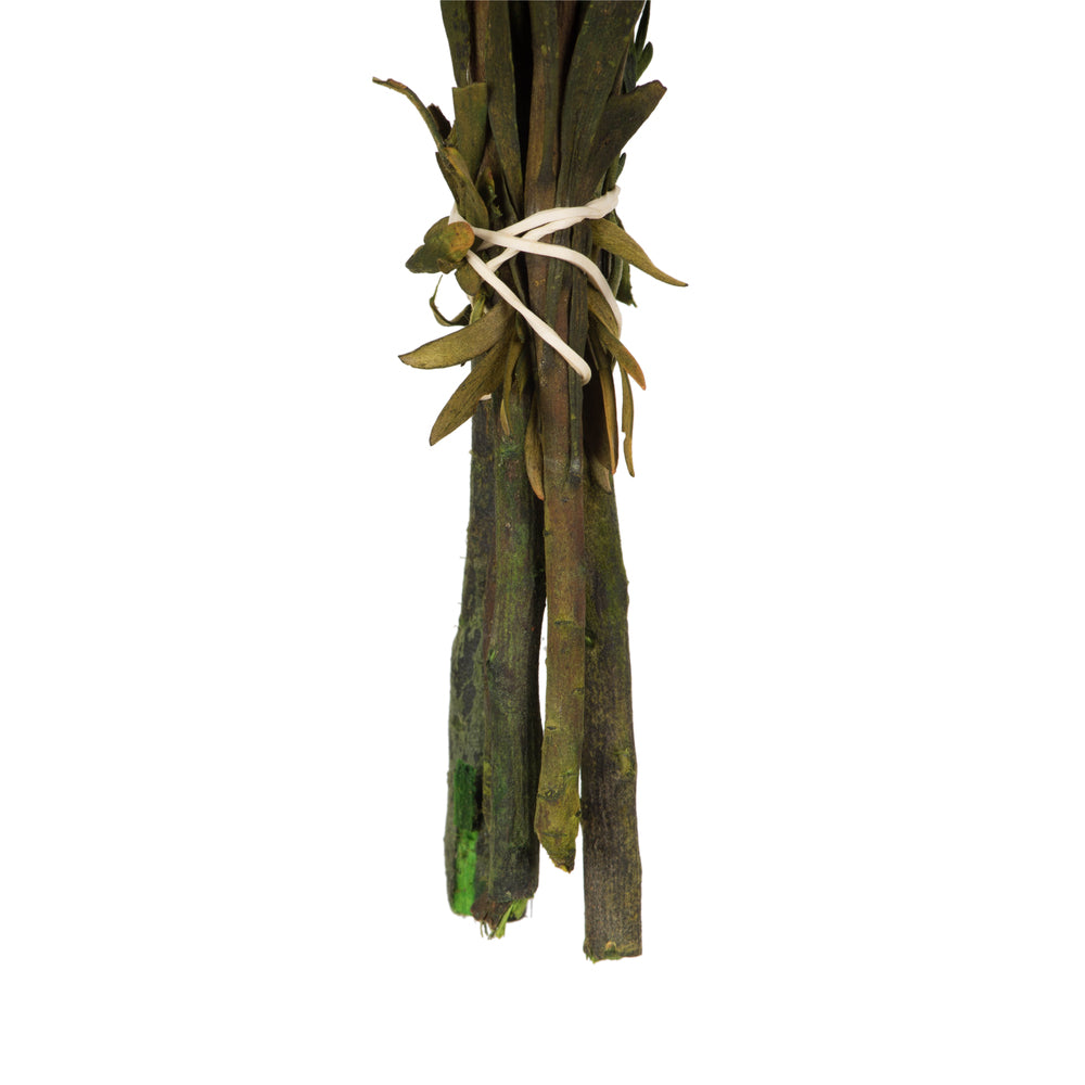 Vickerman 8-20" Autumn Plumosum Female 8 flower heads per bundle Preserved