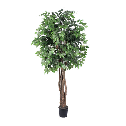 Vickerman 6' Artificial Ficus Executive Black Plastic Pot