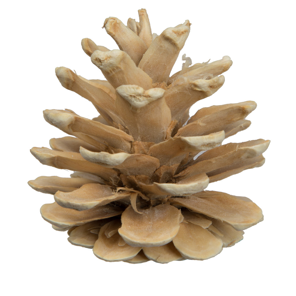 Vickerman Natural Botanicals 1.5" Blue Pine Bleached. Includes 50 Pieces per Unit