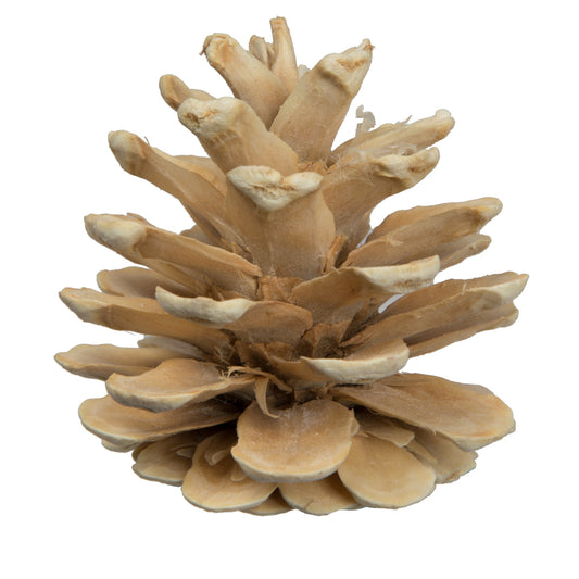 Vickerman Natural Botanicals 1.5" Blue Pine Bleached. Includes 50 Pieces per Unit
