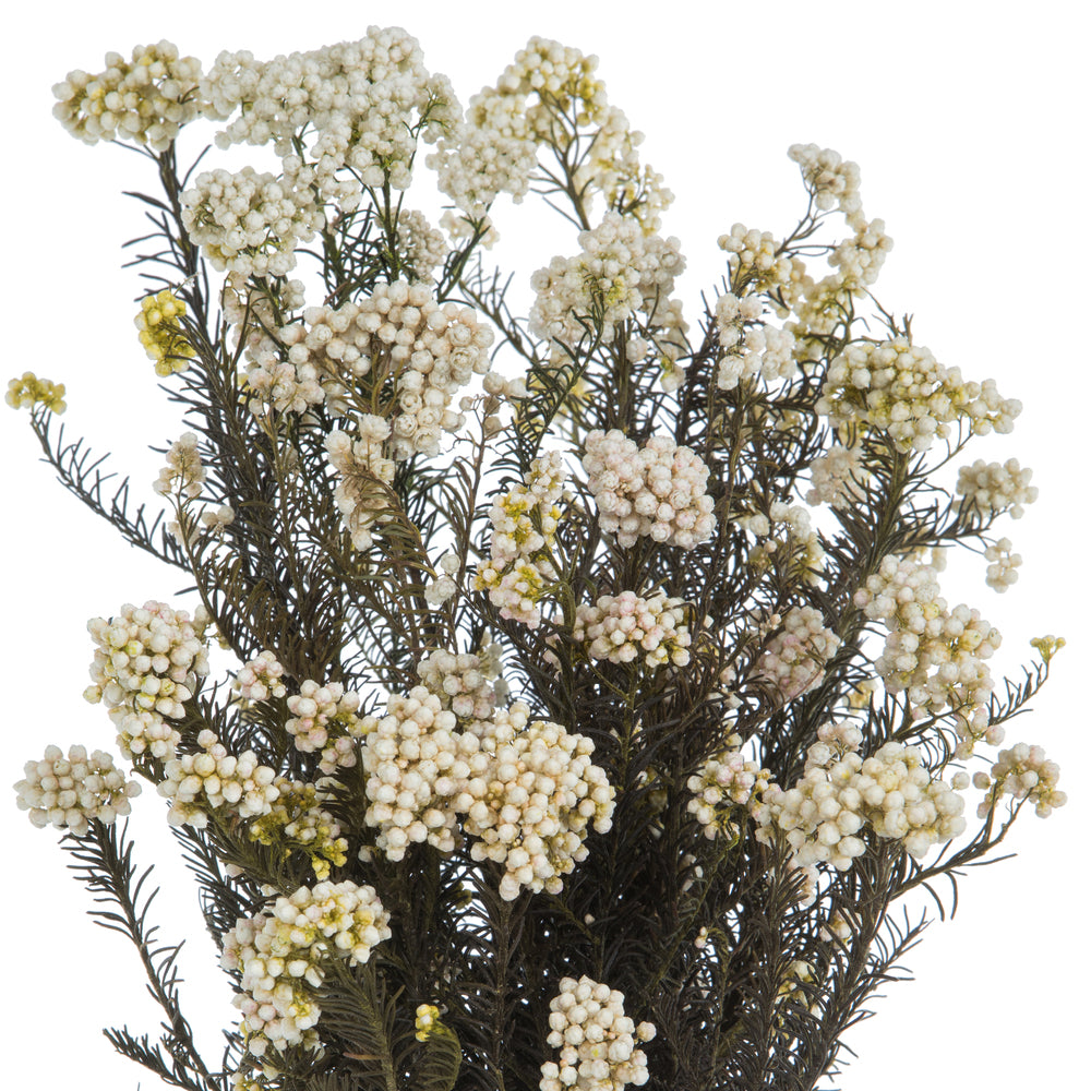 Vickerman 16" Natural White Rice Flower. Comes in a 4.25 oz Bundle. Preserved