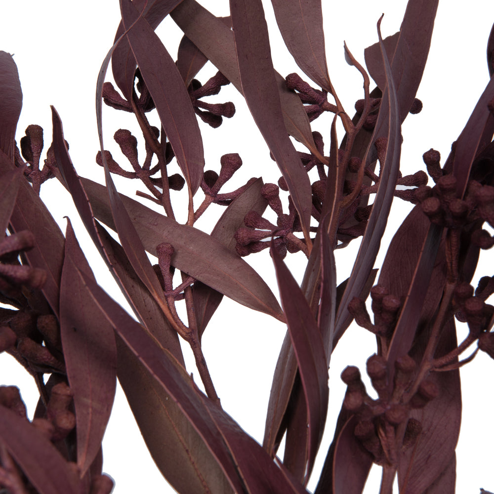 Vickerman Natural Botanicals 15-17" x 8" Natural Amber Fruit  Foliage - Brombeer