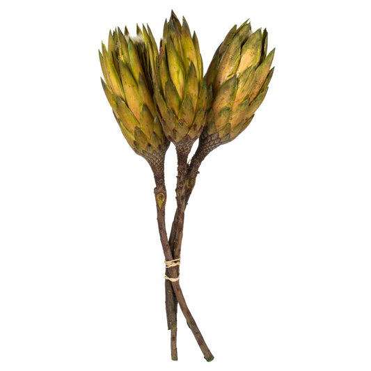 Vickerman 8-12" Basil Repens - Natural Stem - Bulk case 180 pieces Dried