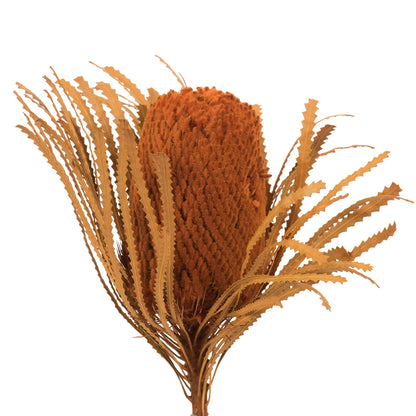 Vickerman 12" Autumn Banksia Flower with dyed foliage. Includes 25 Stems per Pack. Dried