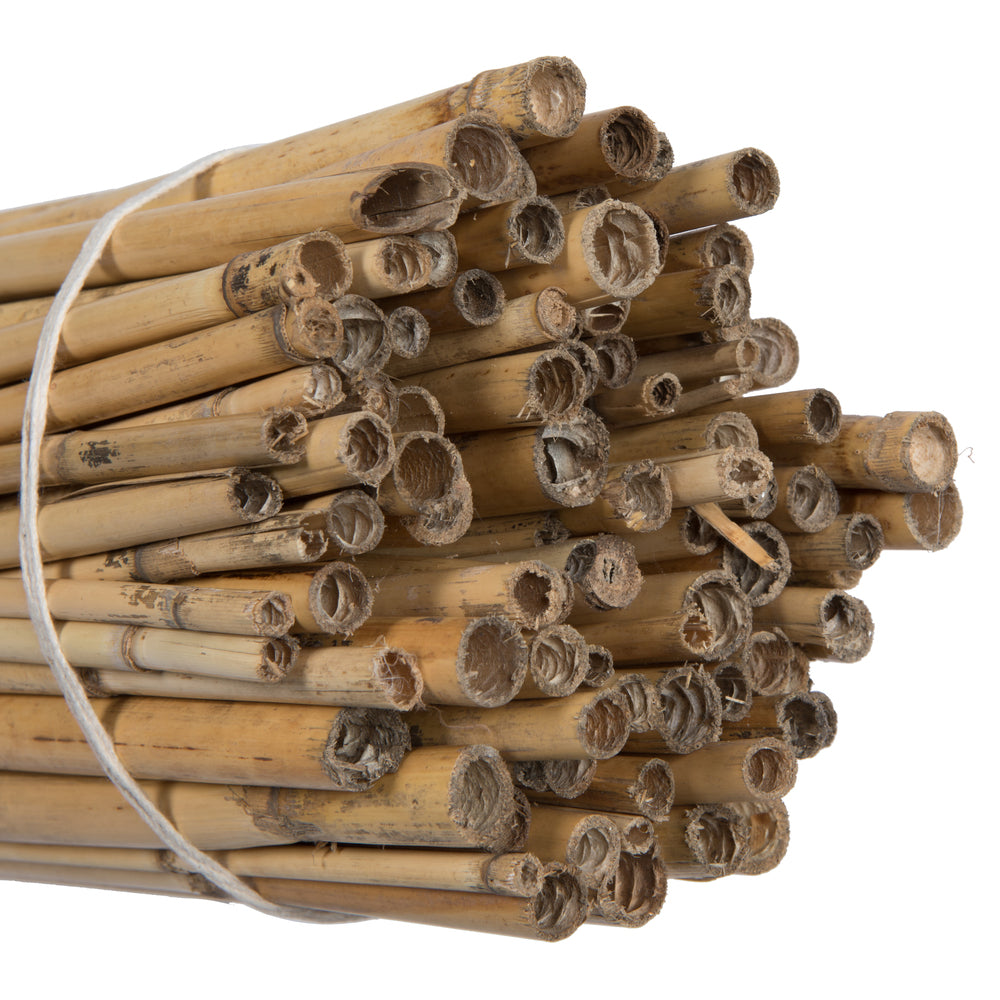 Vickerman Natural Botanicals 40" Bamboo Reed Natural Clean. Includes 100 pieces per pack.