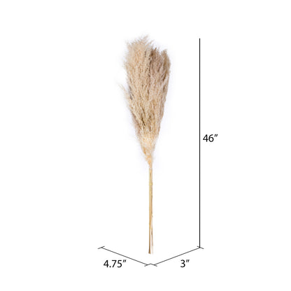 Vickerman 46" Dried Natural Pampas Grass 6 pieces per Pack