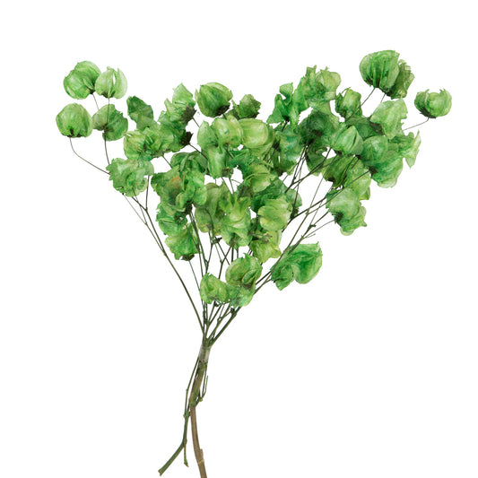 Vickerman 13.5-17" Green Dried Cara Blossom Bundle Preserved.