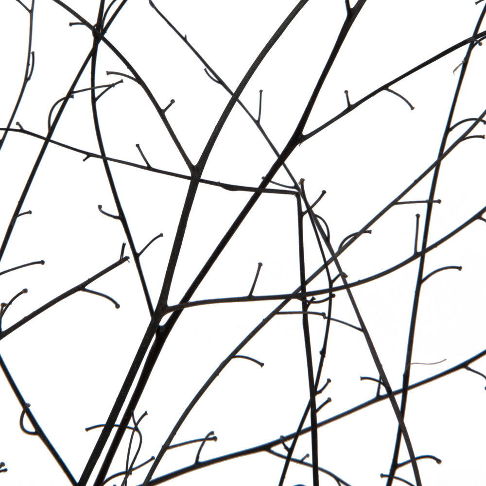 Vickerman 18-20" Natural Brown Skeleton Branch 3 packs (2 per pack) Dried