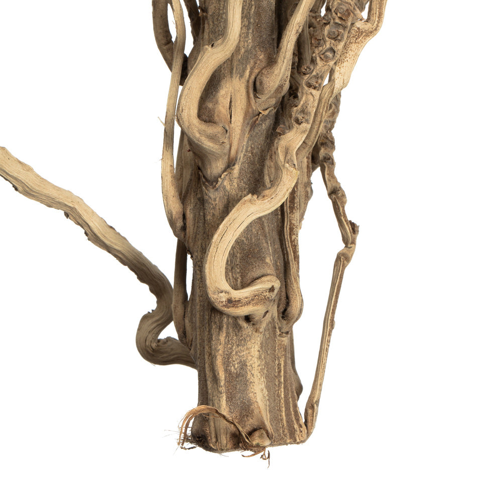 Vickerman 36-40" Natural Medusa Branch - medium 1 piece Dried