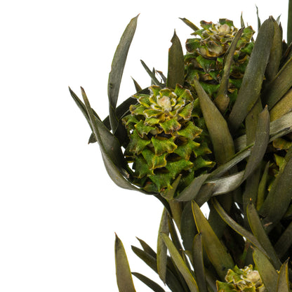 Vickerman 12" Green Salignum Female 7 oz Bundle Preserved
