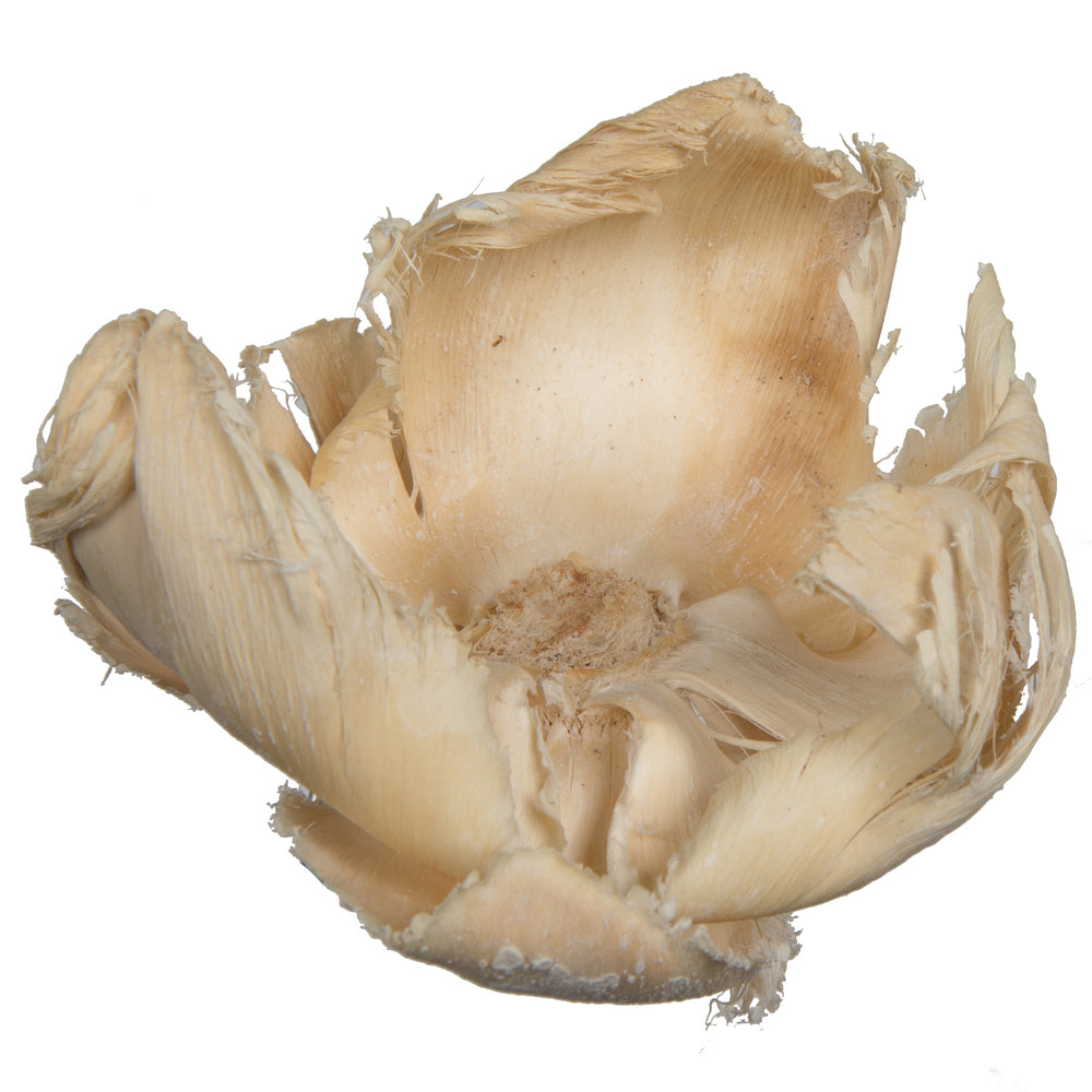 Vickerman Natural Botanicals 2.75" Palm Cap Bleached. Includes 25 pieces per Pack.