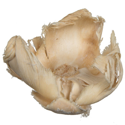 Vickerman Natural Botanicals 2.75" Palm Cap Bleached. Includes 25 pieces per Pack.