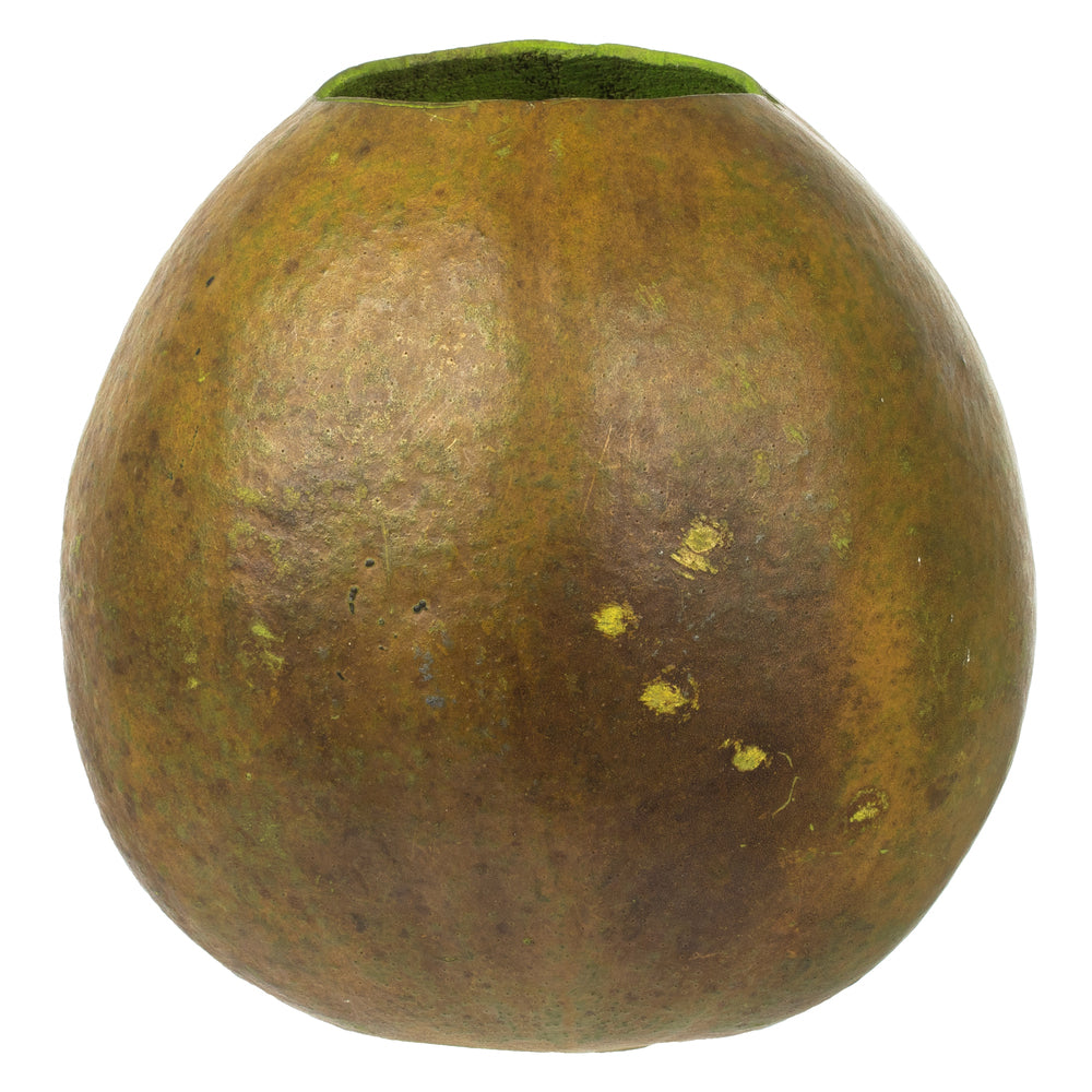 Vickerman 6-7" h x 6-8" w Basil Bacacuia Gourd 1 piece Dried