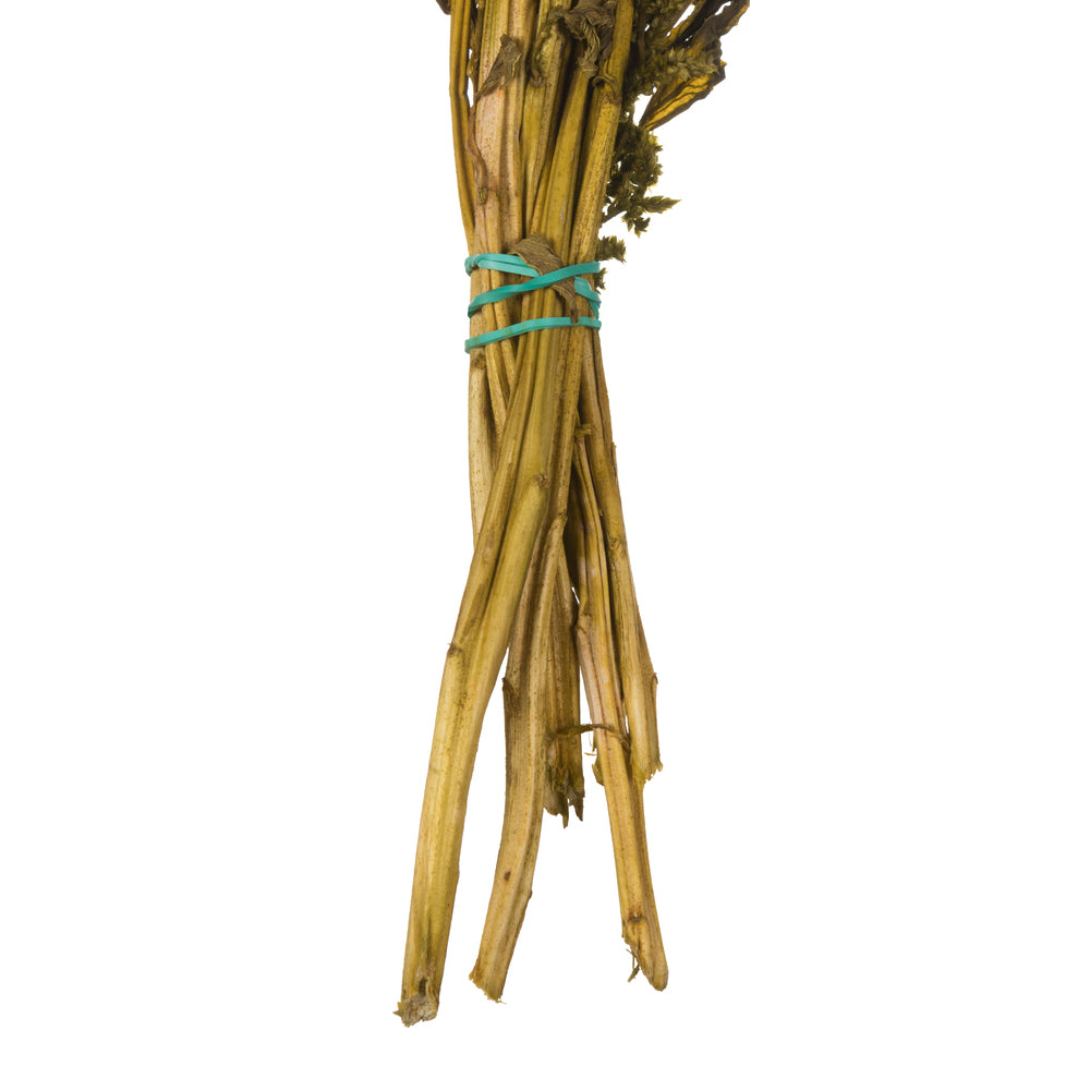 Vickerman 30" Olive Green Amaranthus Bundle Preserved