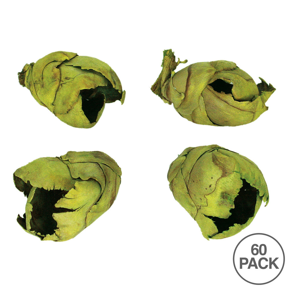 Vickerman 2-3" Basil Cacho Pod Bulk case of 60 pods Dried