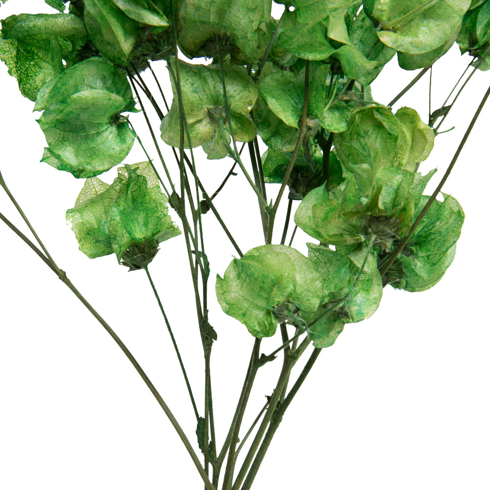 Vickerman 13.5-17" Green Dried Cara Blossom Bundle Preserved.
