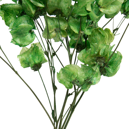 Vickerman 13.5-17" Green Dried Cara Blossom Bundle Preserved.