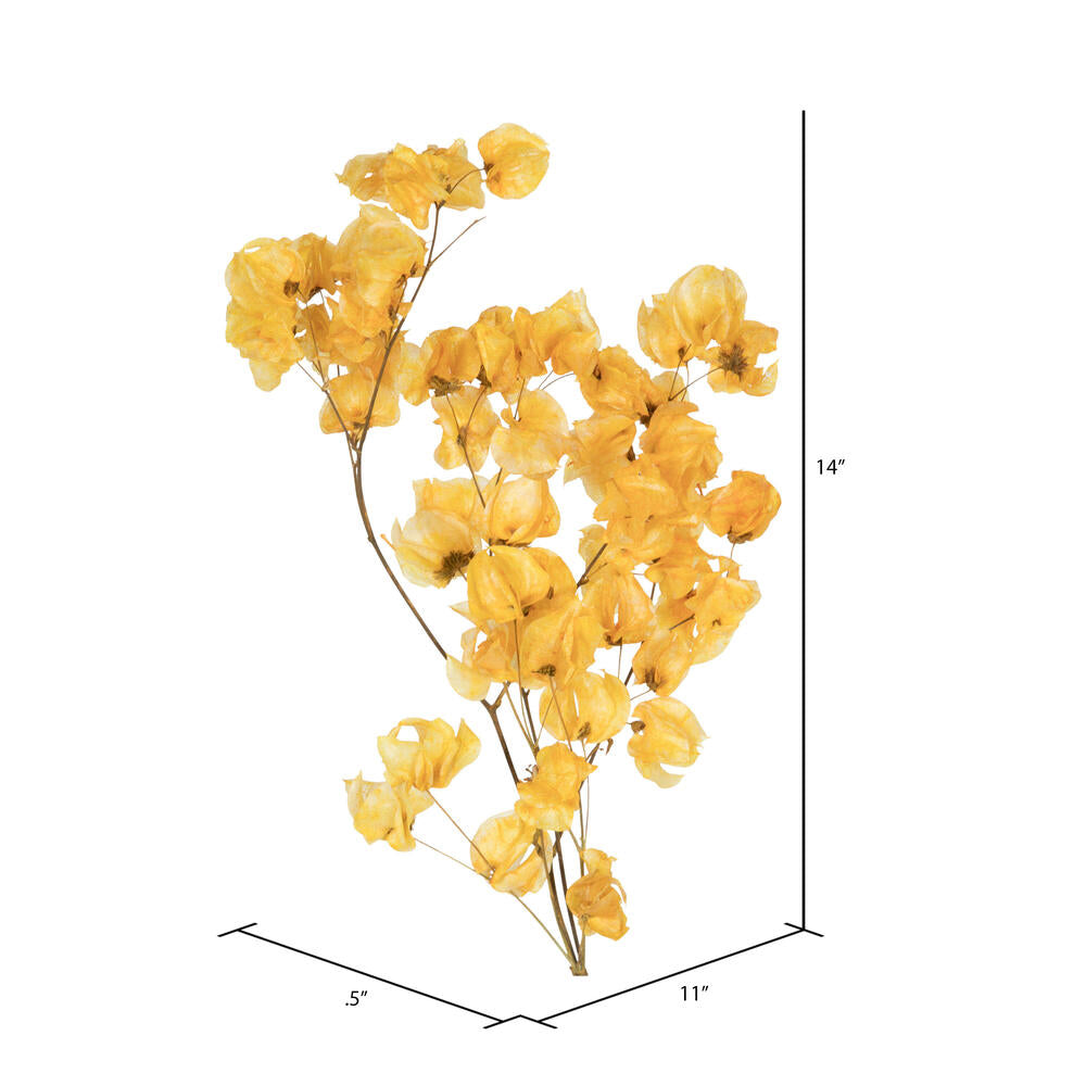 Vickerman 13.5-17" Aspen Gold Dried Cara Blossom Bundle Preserved.