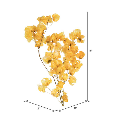 Vickerman 13.5-17" Aspen Gold Dried Cara Blossom Bundle Preserved.
