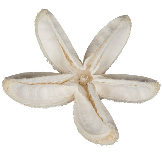 Vickerman Natural Botanicals 2"-3" Bullet Flower Bleached 50 pcs/unit. Includes 50 pieces per unit.