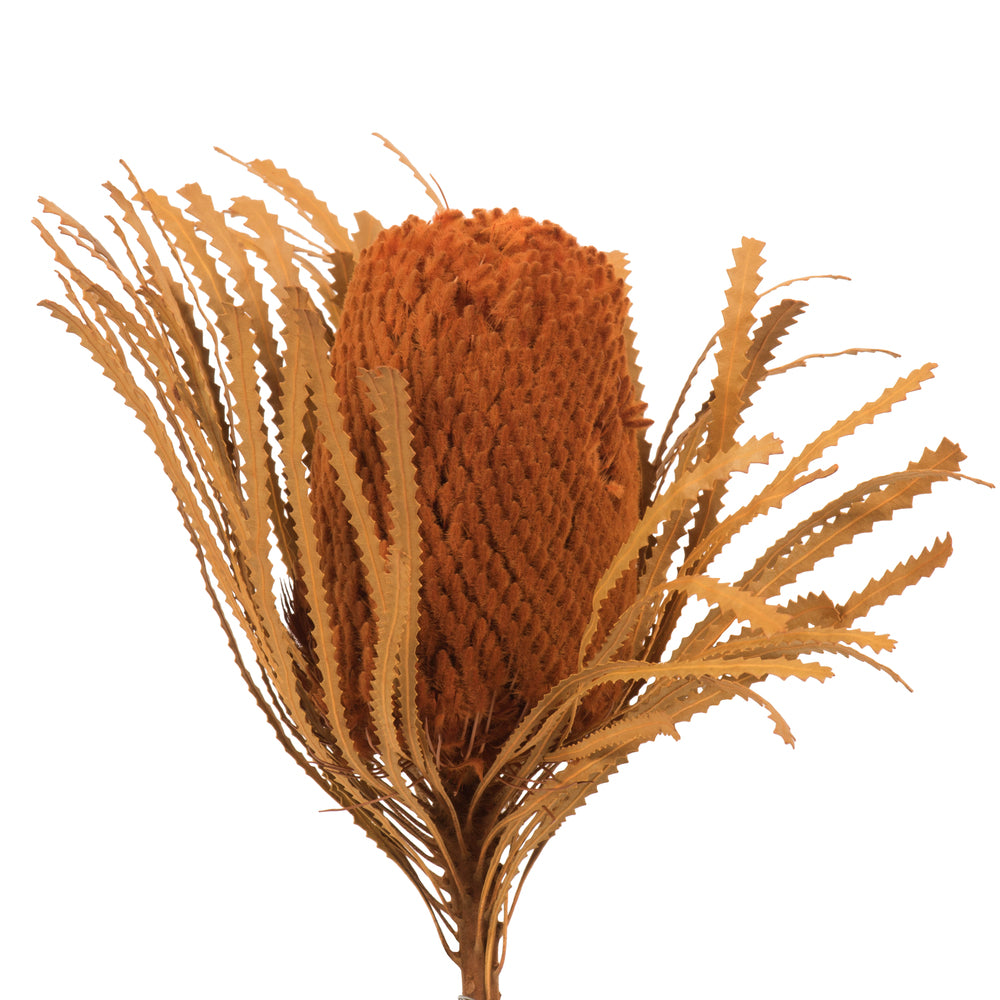 Vickerman 12" Jumbo Autumn Banksia Flower with Dyed Foliage. Includes 3 Stems per Pack. Dried