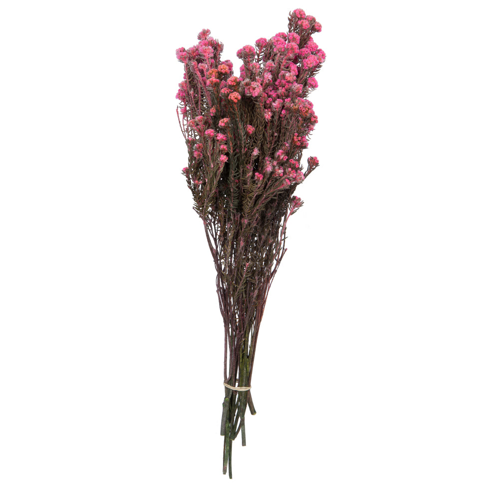 Vickerman 16-22" Light Pink Cotton Phylica Flower 4-5 oz Bundle Preserved