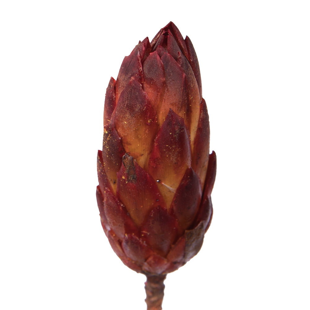 Vickerman 14" Red Repens on a Natural Stem.  Includes 6 Stems per Bundle Dried