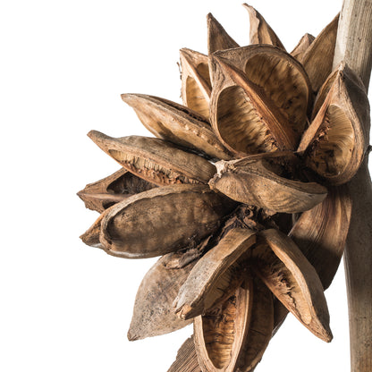 Vickerman 5-6' Natural Star Pod Stalk 1 stalk Dried