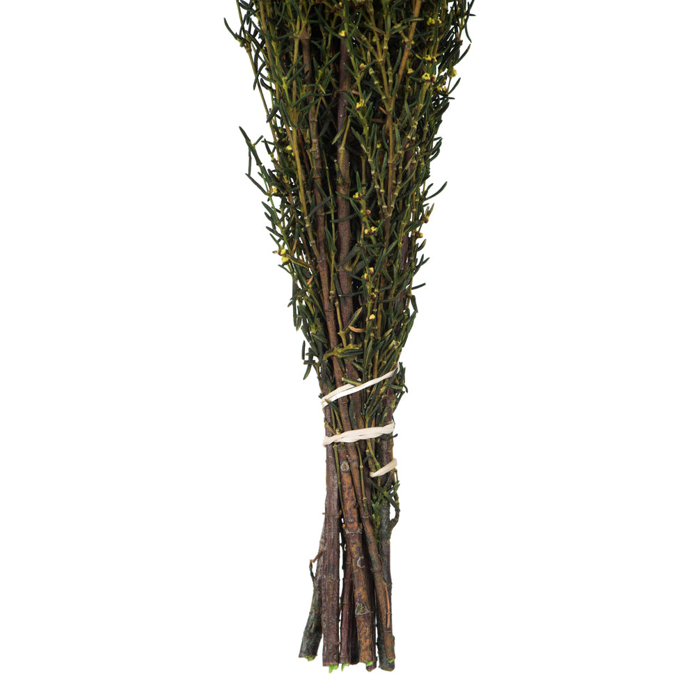 Vickerman 22-26" Yellow Grabia 5-6 oz Bundle Preserved