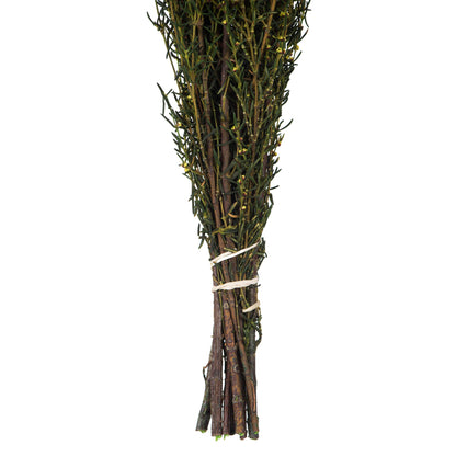 Vickerman 22-26" Yellow Grabia 5-6 oz Bundle Preserved