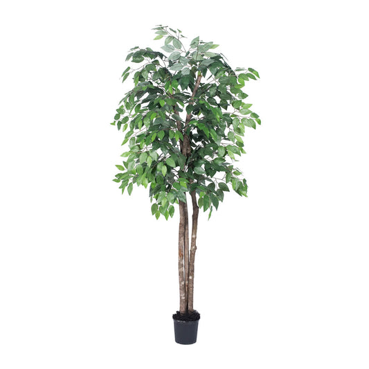 Vickerman 6' Artificial Ficus Deluxe Black Plastic Pot