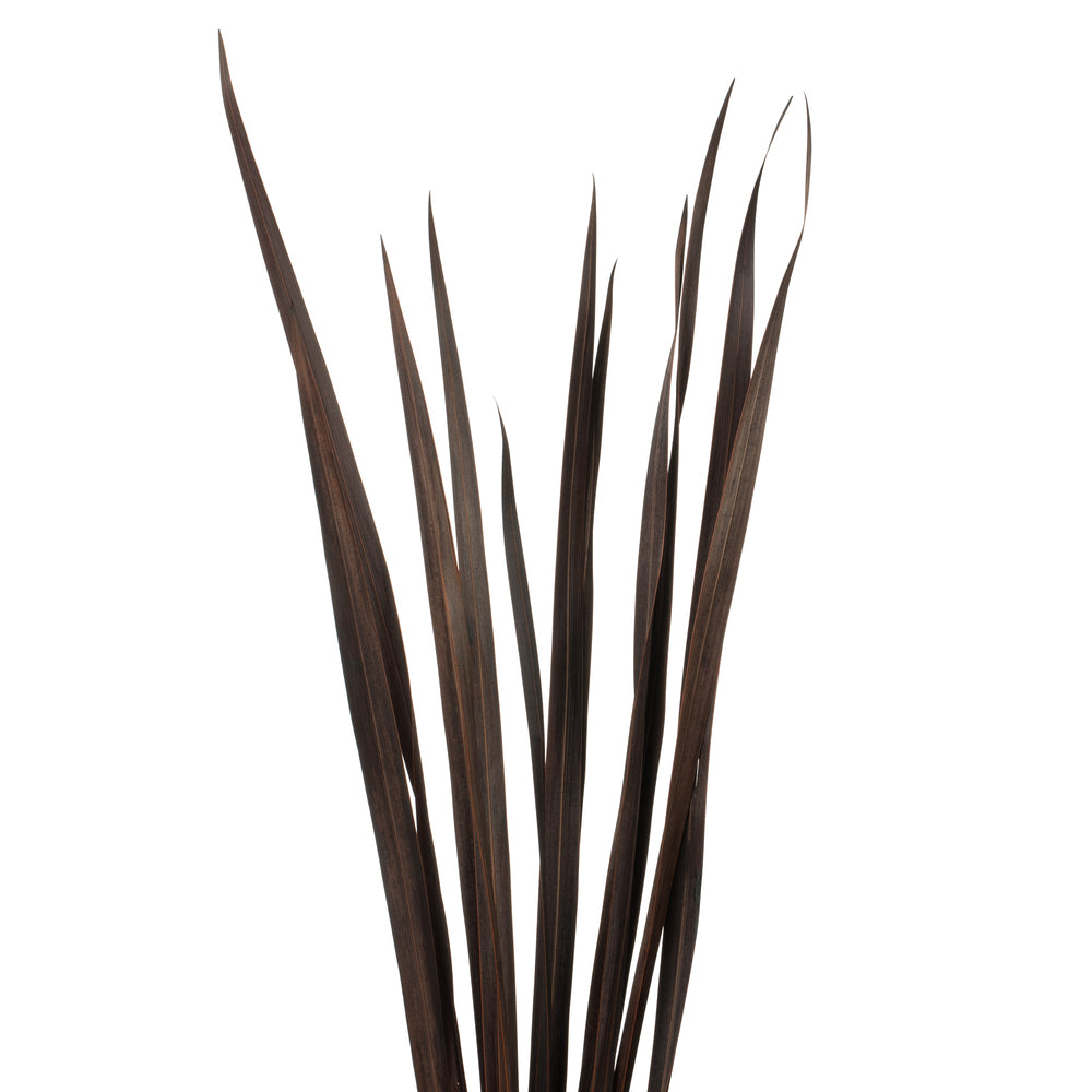 Vickerman 18-30" Brown Snake Grass. Includes 36 Stems (3 - 12 Stem Bundles) Dried