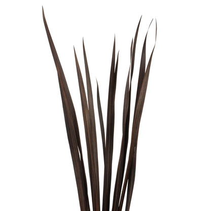 Vickerman 18-30" Brown Snake Grass. Includes 36 Stems (3 - 12 Stem Bundles) Dried