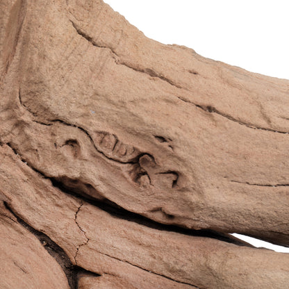 Vickerman Ghostwood Manzanita Sand Blasted 18" Dried