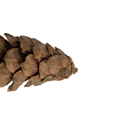 Vickerman Natural Botanicals 3.14" Strobus Small Natural. Includes 50 pieces per unit