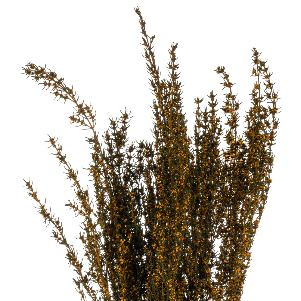 Vickerman 22-26" Aspen Gold Grabia 5-6 oz Bundle Preserved