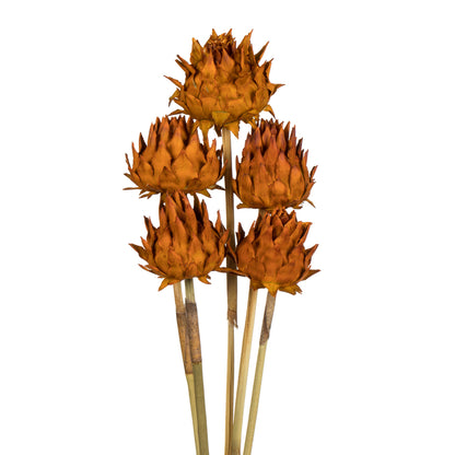 Vickerman 15"  Aspen Gold Artichokes on Reed Stems 5 stems Dried