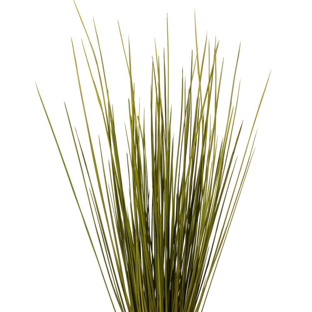 Vickerman 24-30" Basil Whip Grass 8 oz Bundle Dried