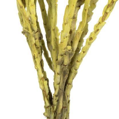 Vickerman 13-14" Yellow Everlasting Flowers approximately 23 blooms Dried