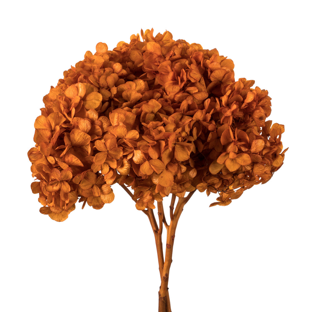 Vickerman 15" Autumn Hydrangea with Multiple Branch Segments. Preserved