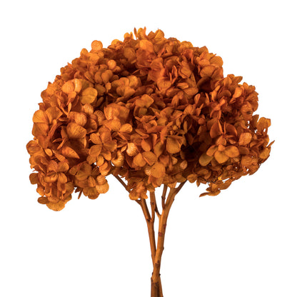 Vickerman 15" Autumn Hydrangea with Multiple Branch Segments. Preserved
