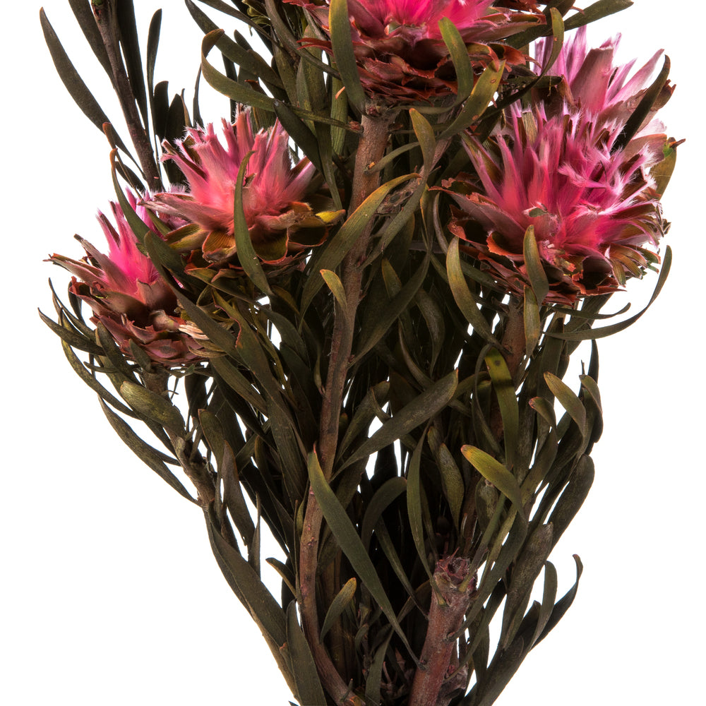 Vickerman 8-20" Pink Punch Plumosum Female 8 flower heads per bundle Preserved