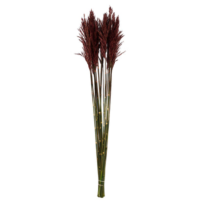 Vickerman 36" Merlot Plume Reed Bundle (15-20 stems) Preserved