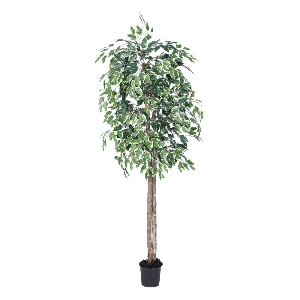 Vickerman 6' Artificial Variegated Ficus Black Plastic Pot