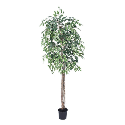 Vickerman 6' Artificial Variegated Ficus Black Plastic Pot