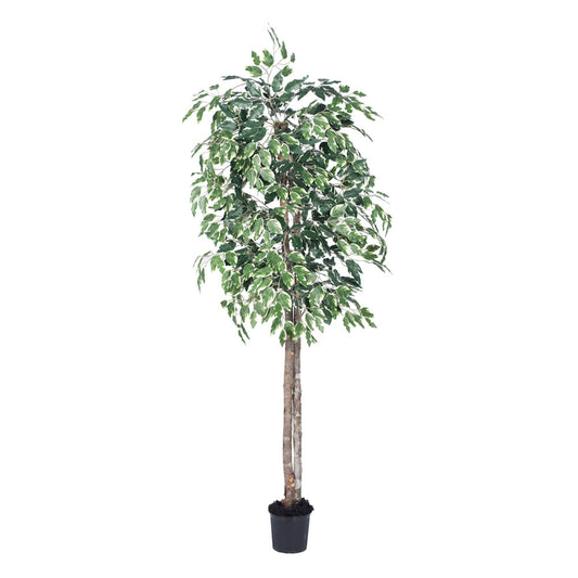 Vickerman 6' Artificial Variegated Ficus Black Plastic Pot