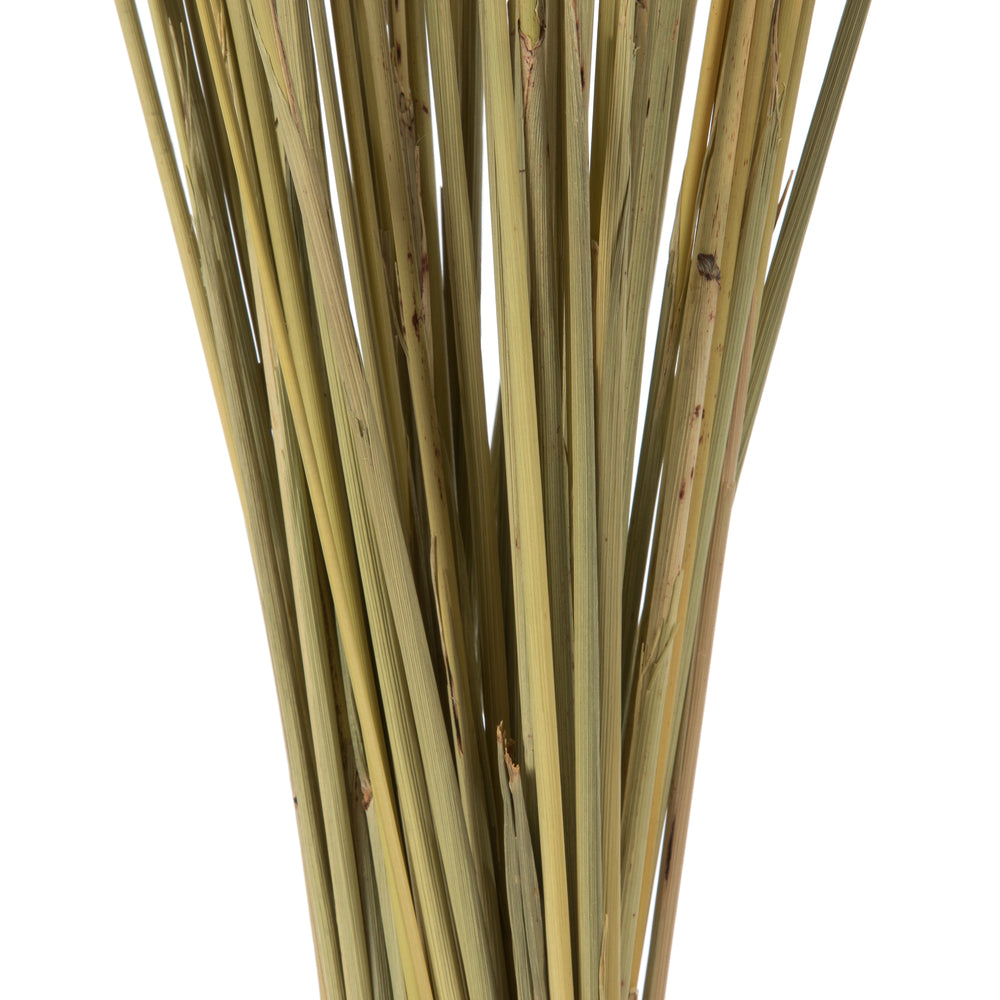 Vickerman 36" Natural Congo Grass 8 oz Bundle Dried