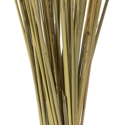 Vickerman 36" Natural Congo Grass 8 oz Bundle Dried